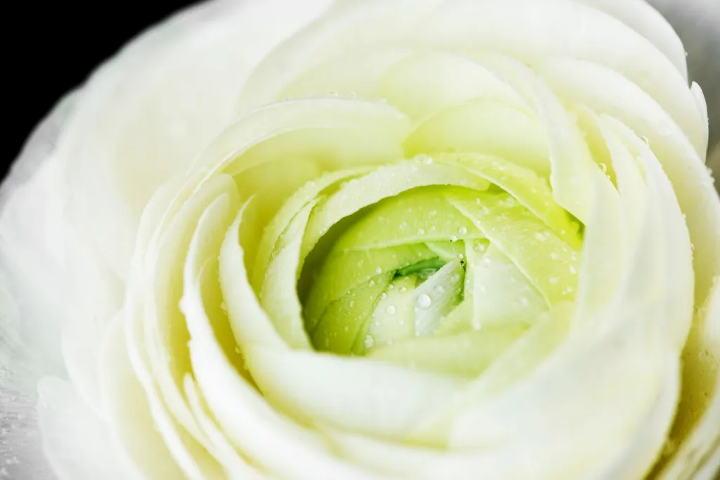 closeup-blooming-white-rose_53876-31962.jpg