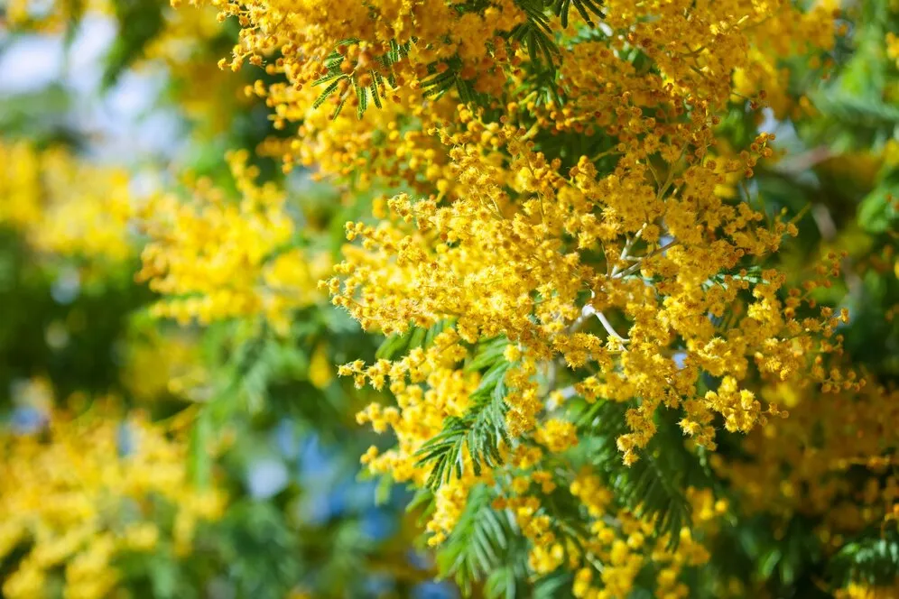 blossoming-spring-acacia-dealbata_1398-421.jpg