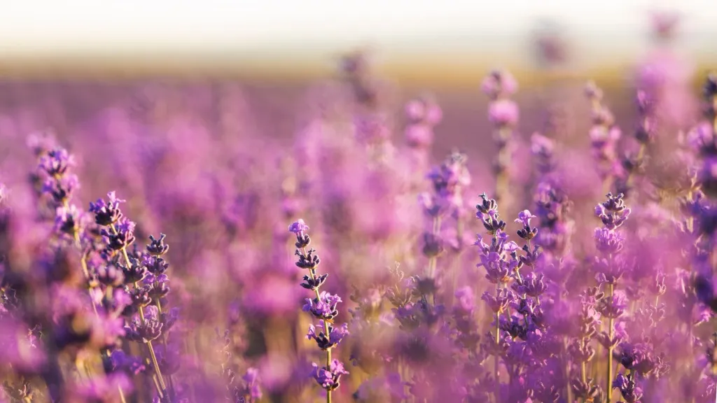 blurry-lavender-field-outdoors_23-2149555234.jpg