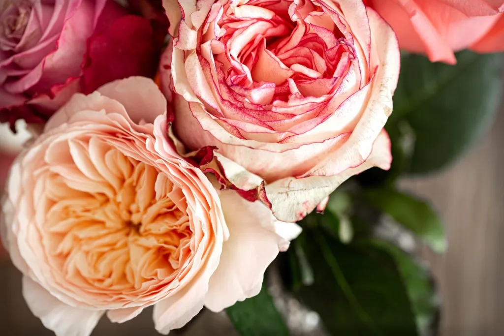 beautiful-fresh-roses-different-colors-close-up_169016-8516.jpg beautiful-fresh-roses-different-colors-close-up_169016-8516.jpg