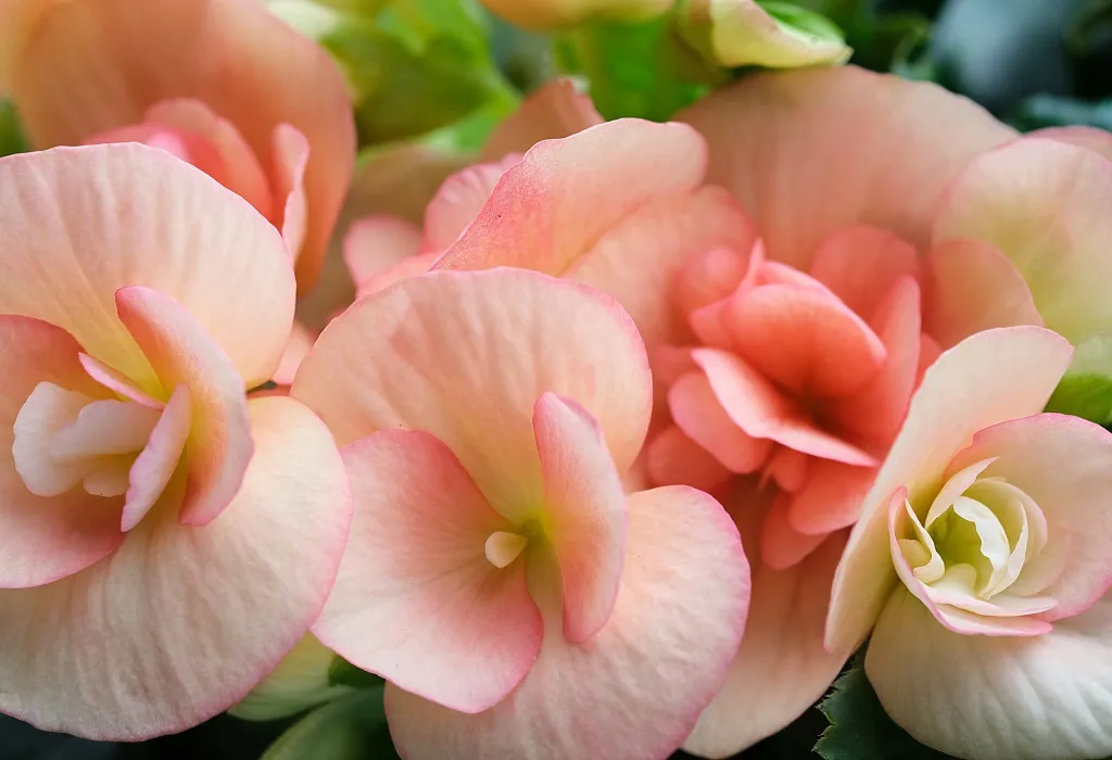 begoniia-tsvetki-lepestki-makro.jpg