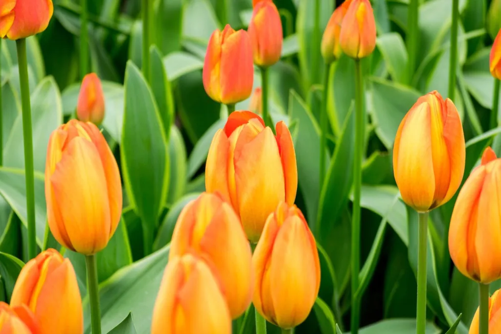 closeup-shot-orange-tulip-flowers-field-sunny-day-perfect-background_181624-21829.jpg