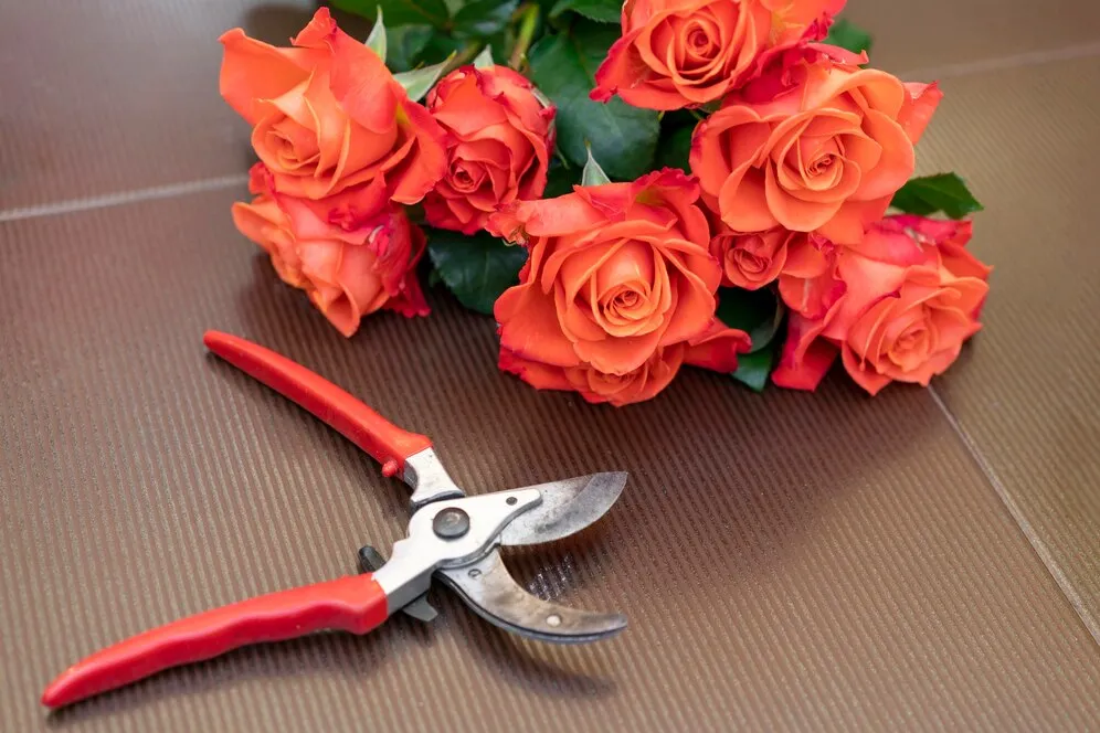 close-up-pruner-with-elegant-red-roses_23-2148488580.jpg close-up-pruner-with-elegant-red-roses_23-2148488580.jpg