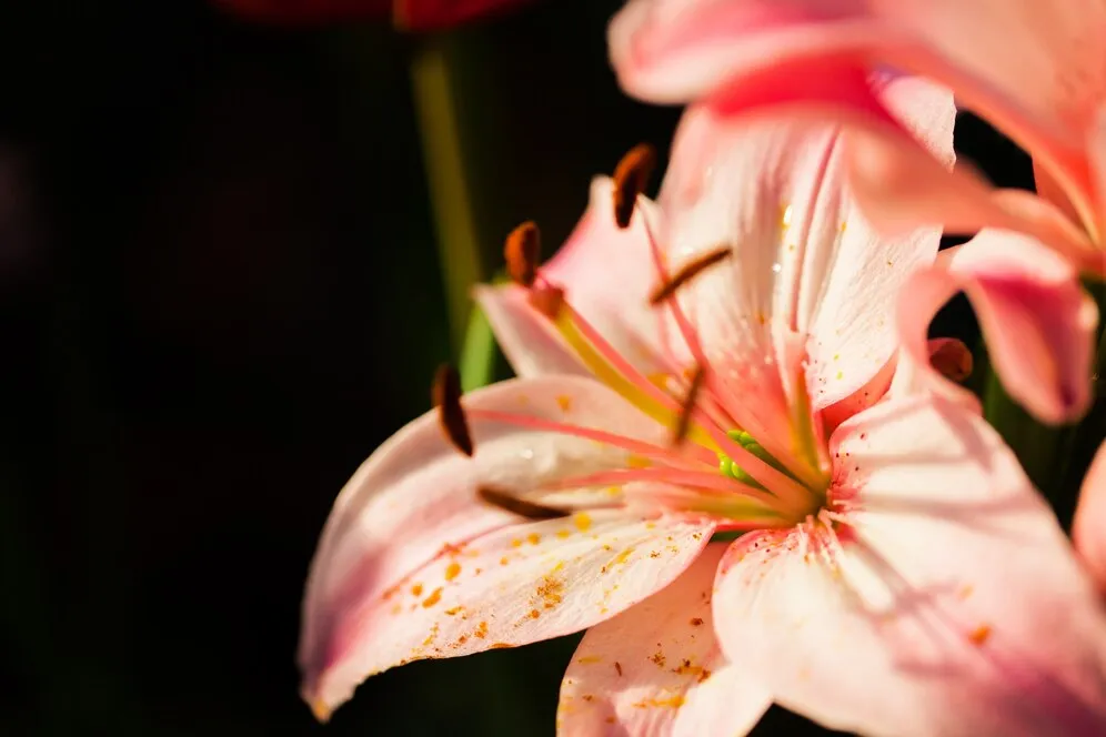 flower_1404-470.jpg