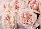 Купить Пионовидная роза Вайт Охара в  с бесплатной доставкой: цена, фото, описание