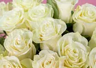 Купить Белая роза (Эквадор) 70 см в  с бесплатной доставкой: цена, фото, описание