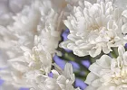 Купить Хризантема кустовая белая в Санкт-Петербурге с бесплатной доставкой: цена, фото, описание