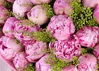 Купить Букет из 25 розовых пионов (Премиум) с тиласпией в Санкт-Петербурге с бесплатной доставкой: цена, фото, описание