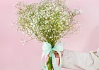 Купить Гипсофила поштучно в  с бесплатной доставкой: цена, фото, описание