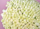 Купить Букет из 300 белых роз 70 см (Эквадор) в  с бесплатной доставкой: цена, фото, описание