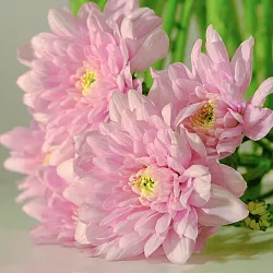 Купить Хризантема розовая в Санкт-Петербурге с бесплатной доставкой: цена, фото, описание