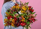 Купить Альстромерия в  с бесплатной доставкой: цена, фото, описание