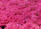 Купить Корзина из 601 розы (Россия) в  с бесплатной доставкой: цена, фото, описание