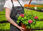 Купить Рассада Пеларгония Ампельная в кашпо в  с бесплатной доставкой: цена, фото, описание