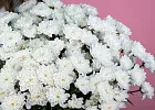 Купить Хризантема кустовая белая в  с бесплатной доставкой: цена, фото, описание