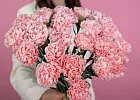 Купить Гвоздика розовая в  с бесплатной доставкой: цена, фото, описание