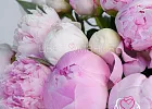 Купить Пионы розовые (Премиум) в  с бесплатной доставкой: цена, фото, описание