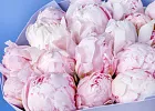 Купить Букет из 20 розовых пионов (Премиум) в  с бесплатной доставкой: цена, фото, описание
