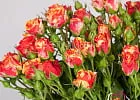 Купить Кустовая роза Фаерфлеш в  с бесплатной доставкой: цена, фото, описание