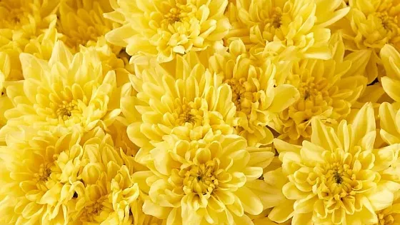 Что означают хризантемы на языке цветов?