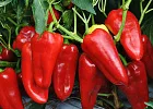 Купить Рассада Перец Ласточка кассета 6 шт в  с бесплатной доставкой: цена, фото, описание