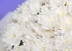 Купить Букет из 15 белых кустовых хризантем в Санкт-Петербурге с бесплатной доставкой: цена, фото, описание