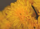 Купить Хризантема кустовая желтая в  с бесплатной доставкой: цена, фото, описание
