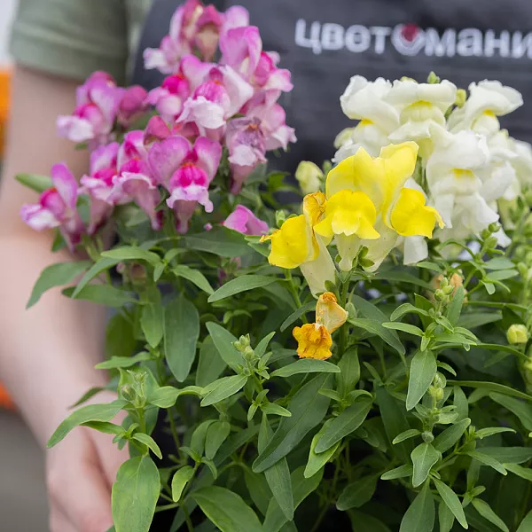 Купить Рассада Антирринум (Львиный зев) кассета 6 ячеек в  с бесплатной доставкой: цена, фото, описание
