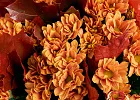 Купить Букет из 9 оранжевых хризантем с кверкусом в Санкт-Петербурге с бесплатной доставкой: цена, фото, описание