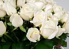 Купить 101 белая роза (Россия) 50 см в  с бесплатной доставкой: цена, фото, описание