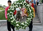 Купить Венок из живых цветов в  с бесплатной доставкой: цена, фото, описание