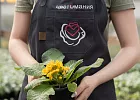 Купить Рассада Примула (Первоцвет) в горшке в  с бесплатной доставкой: цена, фото, описание