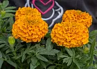 Купить Рассада Тагетес эректа  мелкоцветковый (Бархатцы) кассета 6 ячеек в  с бесплатной доставкой: цена, фото, описание
