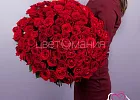 Купить 101 красная роза (Россия) 50 см в  с бесплатной доставкой: цена, фото, описание