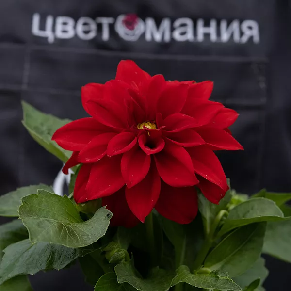 Купить Рассада Георгин Mix в горшке в  с бесплатной доставкой: цена, фото, описание