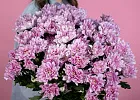Купить Хризантема кустовая розовая в  с бесплатной доставкой: цена, фото, описание