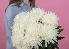 Купить Хризантема белая в  с бесплатной доставкой: цена, фото, описание