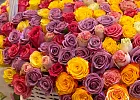 Купить Корзина из 501 розы микс (Эквадор) в  с бесплатной доставкой: цена, фото, описание