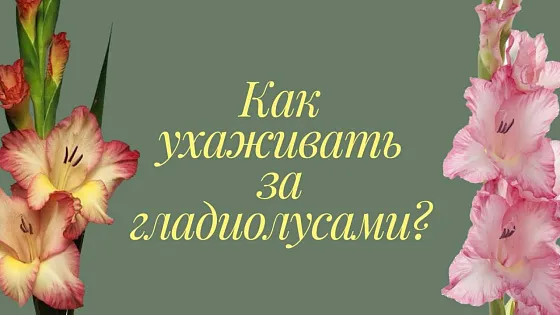 Как ухаживать за гладиолусами в вазе