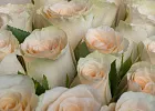 Купить Букет «35 кремовых роз Кения» в  с бесплатной доставкой: цена, фото, описание