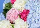 Купить Букет из 25 гортензий микс в  с бесплатной доставкой: цена, фото, описание