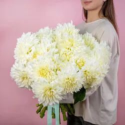 Купить Георгины в  с бесплатной доставкой: цена, фото, описание
