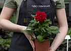 Купить Рассада Георгин Mix в горшке в  с бесплатной доставкой: цена, фото, описание