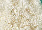 Купить Букет из 11 белых хризантем экстра в Санкт-Петербурге с бесплатной доставкой: цена, фото, описание