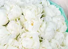 Купить Букет из 50 белых пионов (Премиум) в  с бесплатной доставкой: цена, фото, описание