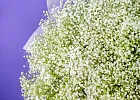 Купить Букет из 101 гипсофилы в  с бесплатной доставкой: цена, фото, описание