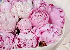 Купить Букет из 11 розовых пионов (Премиум) в  с бесплатной доставкой: цена, фото, описание