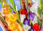 Купить Букет из 11 гладиолусов микс в упаковке в  с бесплатной доставкой: цена, фото, описание