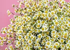 Купить Матрикария поштучно в  с бесплатной доставкой: цена, фото, описание