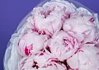 Купить Букет из 7 розовых пионов (Премиум) в  с бесплатной доставкой: цена, фото, описание